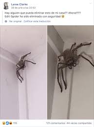 De hecho, existen muy pocas personas métodos o formas para acabar con las arañas en casa. Encontro Una Enorme Arana Cazadora En Su Casa Intriper