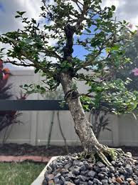 Image result for Premna hans-joachimii