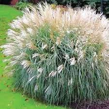 Image result for Miscanthus sinensis