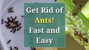 Knowing the species of ants attacking your plants is the first step to getting rid of them. Get Rid Of Ants Fast Cheap And Easy Youtube