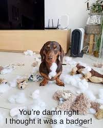 Epingle Sur Dachshund Dog Memes