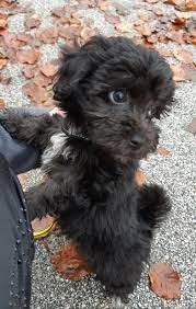 Maltipoo Lilly Maltipoo Puppy Poodle Puppy Puppies