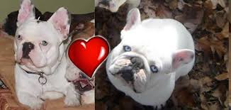 We have some beautiful pure bred french bulldogs for sale. French Bulldog Breeders French Bulldog Puppies For Sale French Puppies For Sale French Bulldogs French Bulldog Puppies For Sale