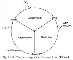 Top 3 Stages Of Calvin Cycle With Diagram