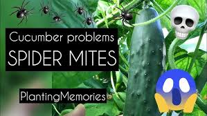 Image result for spider mites cucumber plants