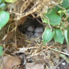 Birds That Lay Eggs On The Ground Uk Egg And Nest Identification Bird Eggs Bird Egg Identification Birds
