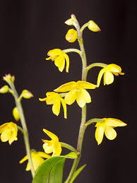 Image result for Polystachya bifida