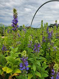 Image result for Lobelia minutula