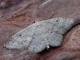 Image result for Idaea biselata