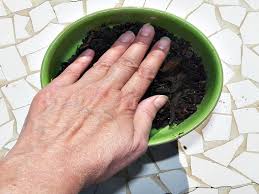 Plant seeds about an inch deep into the soil. How To Grow Lavender From Seed Mike S Backyard Nursery