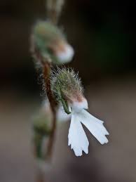 Image result for Zeuxine stammleri