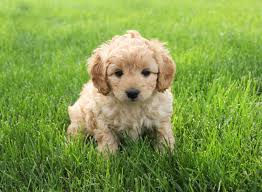 8 wks old, shots and tail docked. A Cockapoo Puppy For Sale Is As Loving As It Is Fluffy