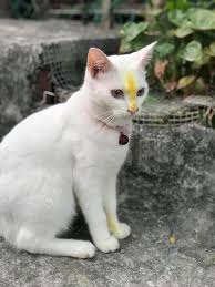 Anak kucing berisiko tinggi dijangkiti. Raja Lepak Kucing Saya Selsema Dah Nak 2bulan Tak Facebook