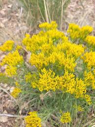 Image result for Criscianthus