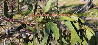 Image result for Eucalyptus torelliana