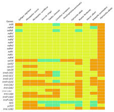 Image result for Plicosepalus