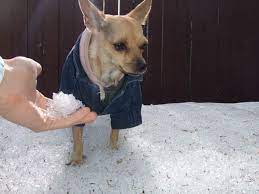 Can Chihuahuas Live In Cold Climates Yes With Coats For Dogs They Can Chihuahua Clothes