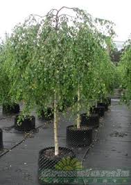 Betula Pendula Youngii Weeping Birch Grasslands Nursery Cheshire Weeping Birch Backyard Landscaping Cottage Garden