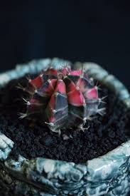 Moon cactus care is similar to caring for most cactus. Gymnocalycium Mihanovichii How To Care For Moon Cactus