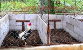 Soal ukuran kandang ayam yang ideal itu sekitar 30x45x85 cm untuk satu ekor ayam aduan (ayam bangkok) berbentuk kubus. Cara Membuat Dan Ukuran Kandang Ayam Bangkok Sabung Ayam Online Kandang Ayam Kandang Ayam