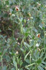 Image result for Zygophyllum leucocladum