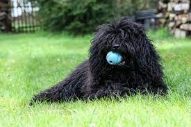 edgar erasmus von den zotteligen gefahrten 10 monate puli dog pumi dog dog show