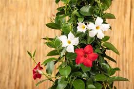 Dipladenia, mandevilla is a very exotic flowering, appealing, hanging climbing plant. Mandevilla Sanderi Rio Deep Red Landgard Pictures