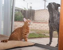 You need to get puppy to not associate the door with those 2 things. Protecting Your Screen Door From Your Pets