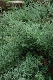 Image result for Rhagodia