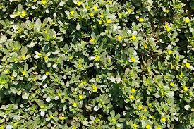 Image result for Portulaca centrali-africana