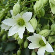 Maybe you would like to learn more about one of these? Clematis Michiko Clematis Plant Dobies