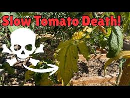 Image result for tomato seedling fusarium wilt