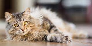 Cat Pregnancy Tests Exist But Should You Use One Daily Paws