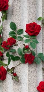 Roses are the symbol of love and romance! Rose Wallpaper For Mobile Screen Rose Wallpaper Mobile Screen 1080x2220 Download Hd Wallpaper Wallpapertip