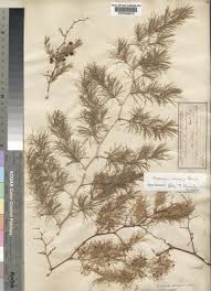 Image result for Asparagus laricinus