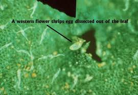 When healthy nerves send signals to each other, a special chemical messenger travels from one nerve to another to continue the message. Western Flower Thrips Applied Biological Control Research