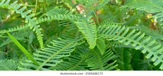 Image result for Dicranopteris elegantula