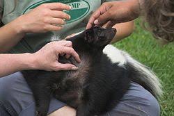 Skunks are legal pets in new jersey. Skunks As Pets Wikipedia