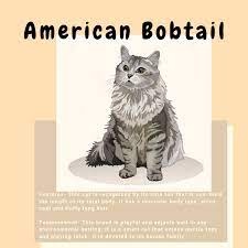 One Of The Most Popular Cat Breeds In India The American Bobtail Most Popular Cat Breeds Popular Cat Breeds Cat Breeds