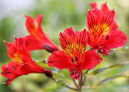 Red roses and white alstroemeria. Alstroemeria Red Buy Online At Annie S Annuals