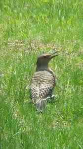 Birds Of Upstate Ny Northern Flicker Male May 2014 Gansevoort Ny Backyard Birds Northern Flicker Birds