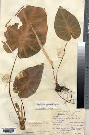 Image result for Remusatia