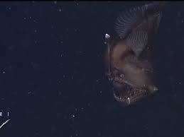 Check spelling or type a new query. The Black Sea Devil A Rare Deep Sea Anglerfish Filmed For The First Time Smart News Smithsonian Magazine