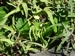 Image result for Vigna comosa