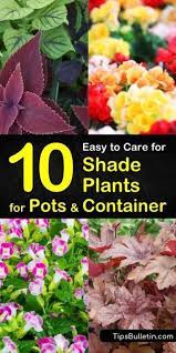 Good shade flowers for pots. 130 Shade Container Gardens Ideas Container Gardening Container Plants Garden Containers