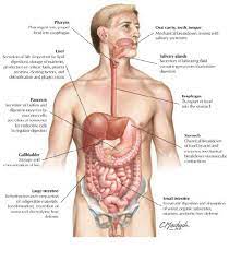 Digestive System Diagrams Stomach Pics Human Digestive System Digestive System Colon Cleanse Detox