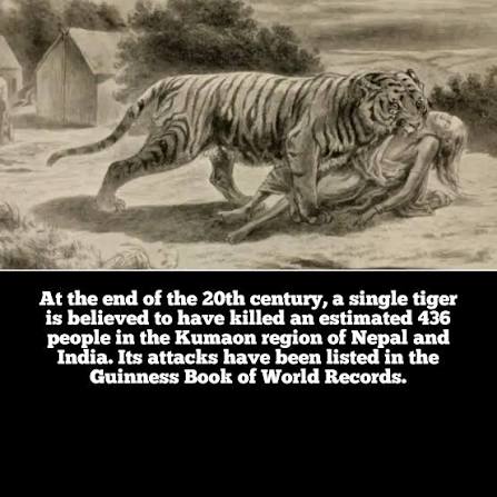 Tiger hunt incident in 1889 British India