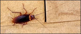 Add them now to this category in modesto, ca or browse best pest control for more cities. Harmon Pest Control Inc