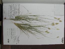 Image result for Enneapogon scoparius