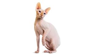 If you want to know the sphynx cat care and other general information about this breed, read this article to the end. Sphynx Katzen Informationen Zu Den Bienenarten Omlet